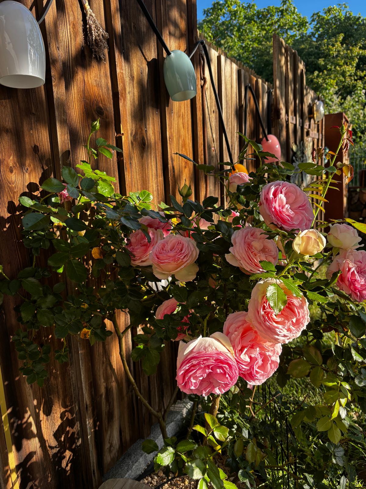 Rosen im sonnigen Garten
